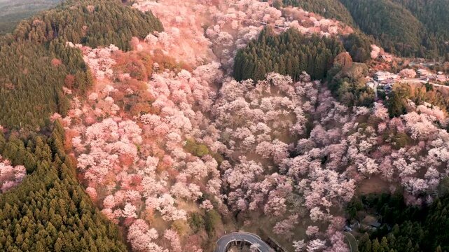Sweeping aerial shot of Mt Yoshino cherry blossom season at sunset in Nara, Japan