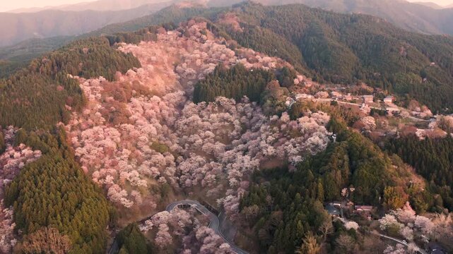Sweeping aerial shot of Mt Yoshino cherry blossom season in Nara, Japan