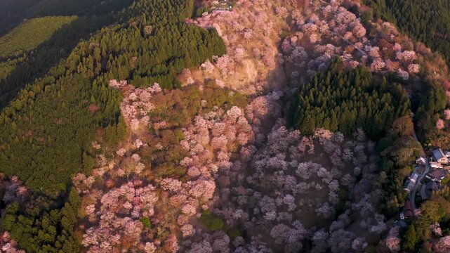 Drone shot lowering toward pink sakura cherry blossom trees on Mt. Yoshino Japan during cherry blossom season