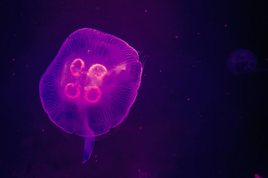 Glowing translucent jellyfish swimming underwater in deep blue ocean water.