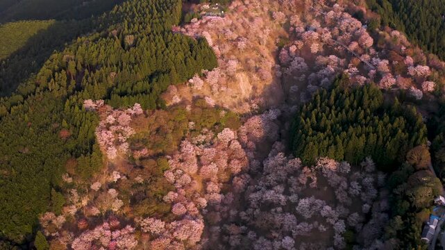 Aerial view of Mount Yoshino Japan and pink cherry blossoms at sunset