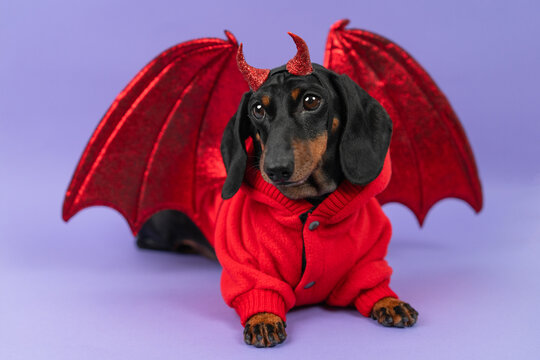 A black and tan dachshund dog lies in a red fleece jacket with glittery horns and large bat wings on a purple backdrop, an idea for a fancy dress contest entry and pet retail promotion.
