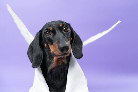 A black and tan dachshund dog wrapped in a white cloth wears feathery angel wings, gazing upward against a purple background, a concept of pet innocence and heavenly charm.