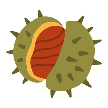Vector graphic of a green spiky chestnut burr opening to reveal a textured brown seed. Ideal for fall nature themes, autumn foliage, and harvest graphics