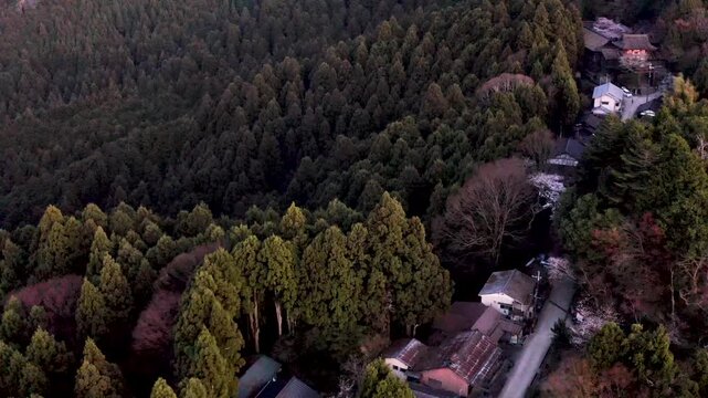 Drone flying over Yoshino village surrounded by spring sakura cherry blossom trees at dusk