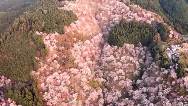 Sweeping aerial shot of Mt Yoshino cherry blossom season in Nara, Japan