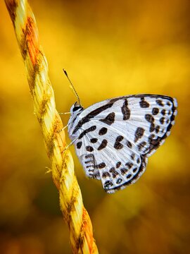 Close up macro view of a white butterfly with black spots perched on a diagonal twisted fiber rope against a warm yellow background