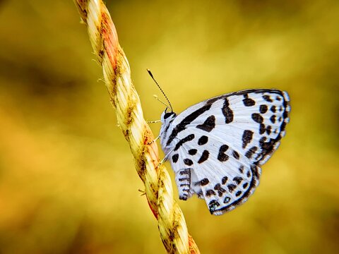 Close up macro view of a white butterfly with black spots perched on a diagonal twisted fiber rope against a warm yellow background