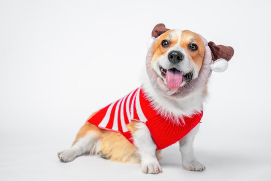 Smiling corgi dog wearing a red and white striped sweater and fluffy earmuffs sits on a clean white studio background, tongue out and cheerful, isolated in a festive winter outfit with copy space