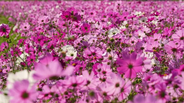 コスモス畑の4Kスローモーション動画