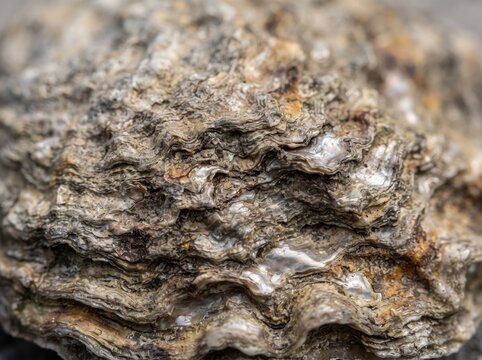 Rough oyster shell surface texture background close up macro.