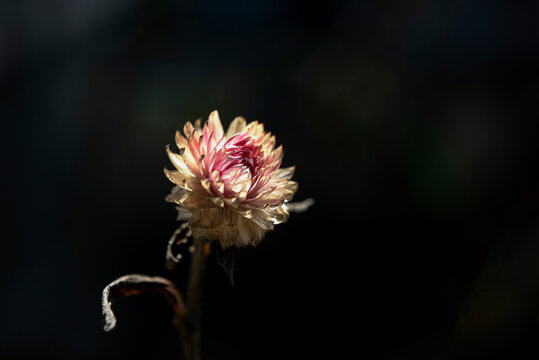 Photonasty or nyctinasty, flower opening with sunlight