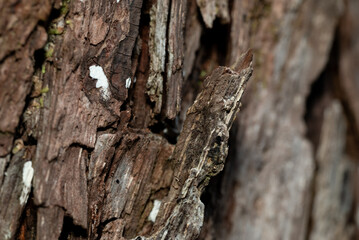 Obraz premium Weathered Driftwood Texture Close Up Abstract Natural Wood Grain