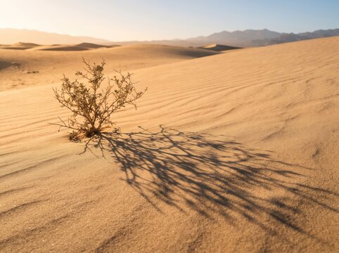 Desert landscape lone shrub casting long shadow sand dunes at sunset golden hour.
