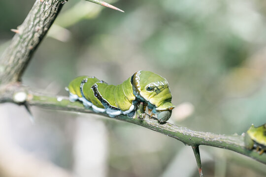 A vibrantly colored caterpillar, approximately three inches in length, with a plump body covered in soft, fuzzy hairs, rests on a large, emerald green leaf, surrounded by delicate, twisted vines and a
