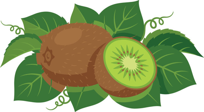 Fresh whole and half cut kiwi fruit with green leaves vector illustration isolated on white