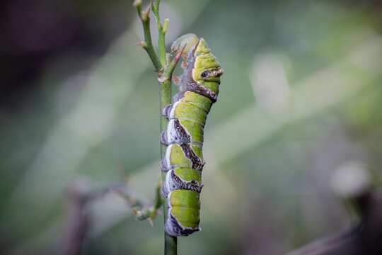 A vibrantly colored caterpillar, approximately three inches in length, with a plump body covered in soft, fuzzy hairs, rests on a large, emerald green leaf, surrounded by delicate, twisted vines and a