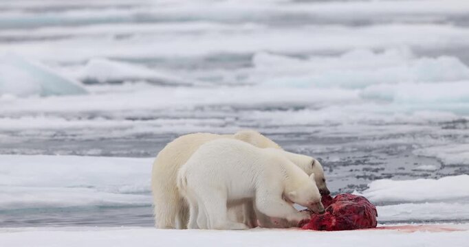 Polar bears eating a seal on the sea ice.