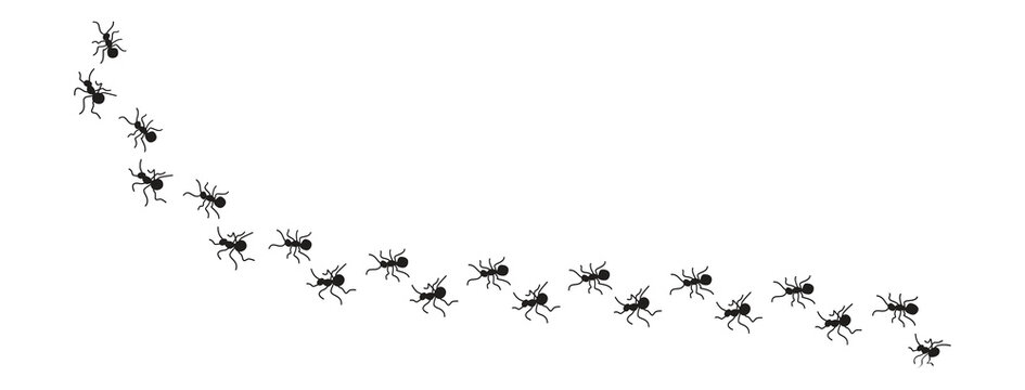 Black Ant Pattern with Wavy Line, Scattered Insect Silhouettes on White Background, Repeating Pest Control and Nature Design on white background..eps