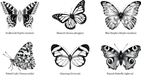 Vintage butterfly illustration set, 6 hand drawn butterfly species in black and white ink style, detailed biological sketch collection, EPS vector © Masum Mia