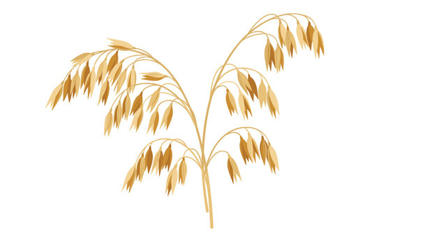 Detailed oat plant vector illustration featuring golden stalks and ears of cereal grain for healthy food concept or organic harvest branding