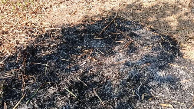 Burnt Ash and Dry Leaves Remaining After Slash-and-Burn Clearing on Agricultural Land