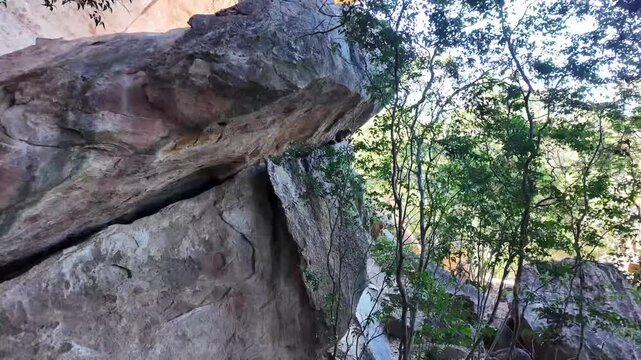 A wild rock cavy rests in a narrow gap beneath a sandstone overhang above green forest vegetation in Serra da Capivara National Park Brazil