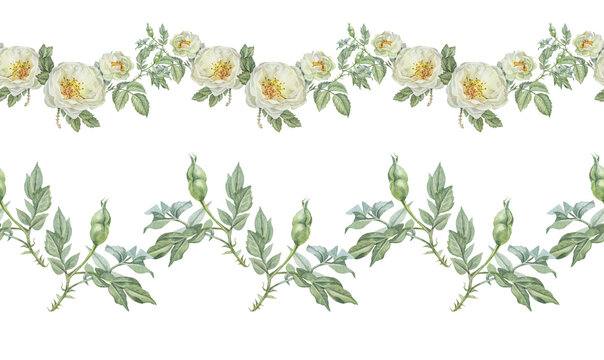 Watercolor set with seamless border with flower dog rose on white background. Hand-drawn summer branch with green leaves and wild rose hip. Botanical sticker for tea. Wallpaper wrapping kitchen rim
