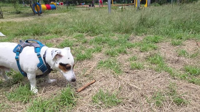 Dog running happily in the park, having fun.