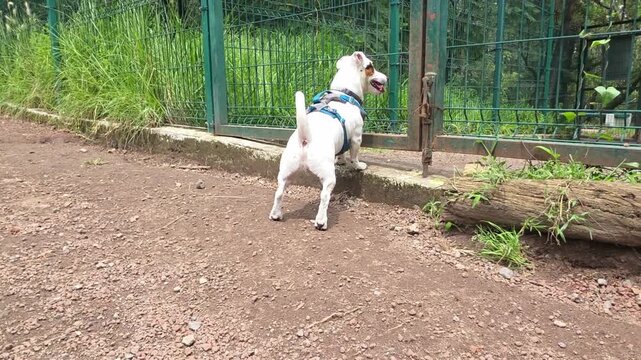 Dog running happily in the park, having fun.