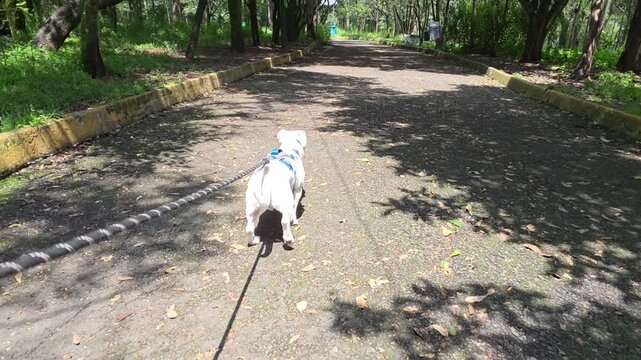 Dog walking in the park with a leash and harness.