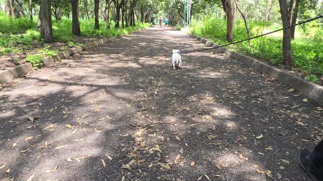 Dog walking in the park with a leash and harness.