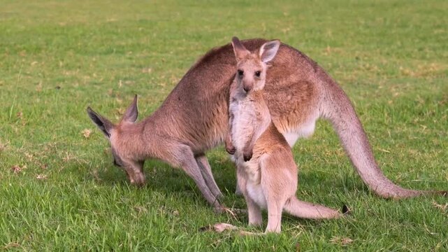 Kangaroo descends to allow joey to exit pouch on a green lawn