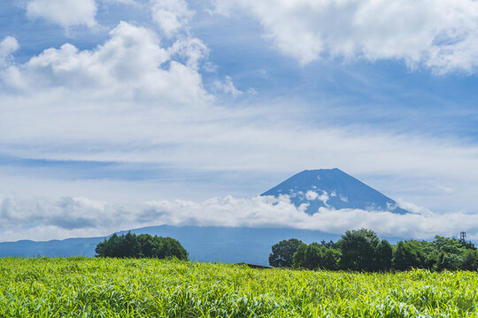 日本の風景【静岡県富士宮市】夏の朝霧高原から望む美しい富士山 Mount Fuji in summer