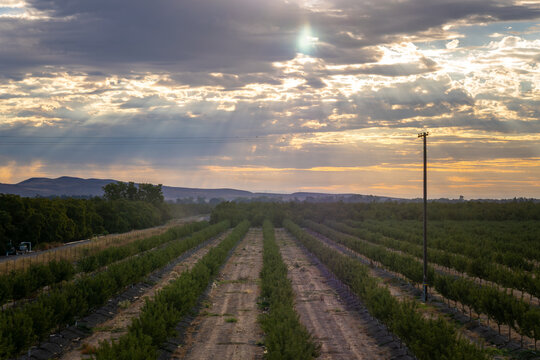 Sun rays break through clouds over an agricultural orchard in Meridian, California, USA in September 2026.