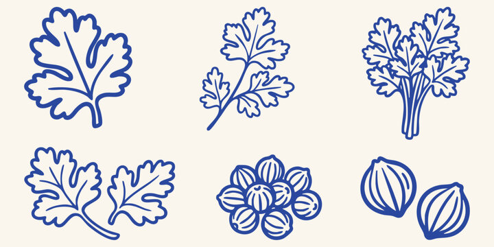 Cilantro leaves and seeds in a hand drawn doodle style on a cream background representing fresh herbs and spices for culinary concepts