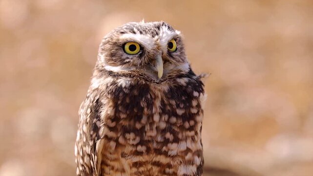 Burrowing owl slowly blinks and looks forward in a natural setting