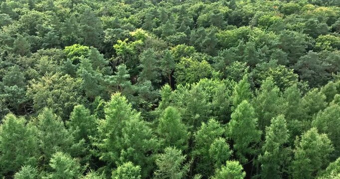 High-angle shot of a lush, endless rainforest in Poland.