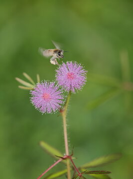 オジギソウの花に飛来するミツバチ