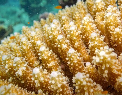 Vibrant Yellow Acropora Coral Reef Underwater