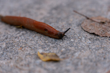 Small snail slowly crawling across wet asphalt surrounded by fallen autumn leaves in outdoor setting. Textured shell and soft body contrast with rough pavement. Delicate details of the mollusk leaf © anna.stasiia