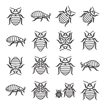 Bed bug illustrations in various poses with detailed linework on a clean white background for pest control concepts