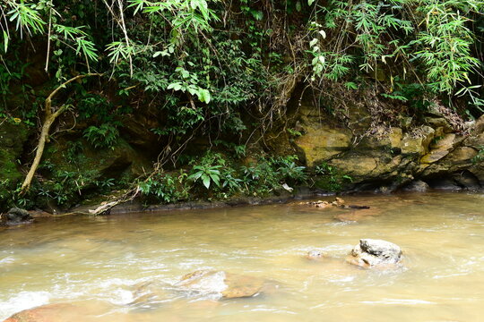 a clear shallow river stream flowing over rock in a lush tropical forest
