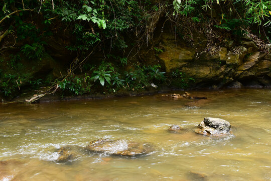 a clear shallow river stream flowing over rock in a lush tropical forest