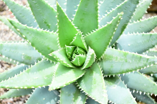 macro texture of Aloe broomii plant featuring sharp white teeth on thick fleshy leave