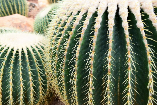a group of golden barrel cacti in a desert garden