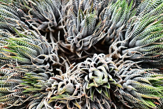 detail of Haworthiopsis attenuata Zebra Hawarthia succulents cluster