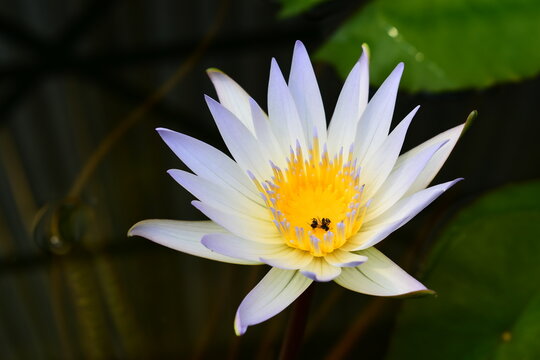 white water lily bloom with water droplet on petal in pond