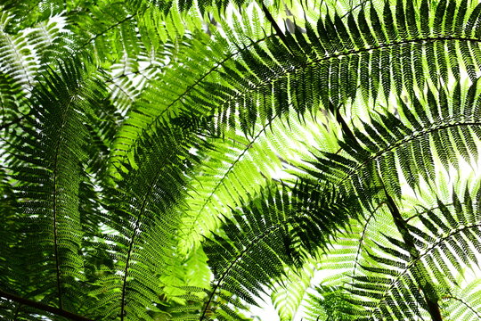 tropical tree fern canopy in rainforest with sunlight filtering through leave