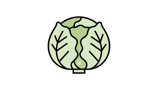 Fresh green cabbage head vector illustration in cartoon flat style isolated on a plain white background.